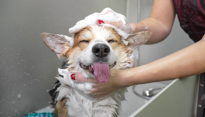 bathing a dog with flea shampoo