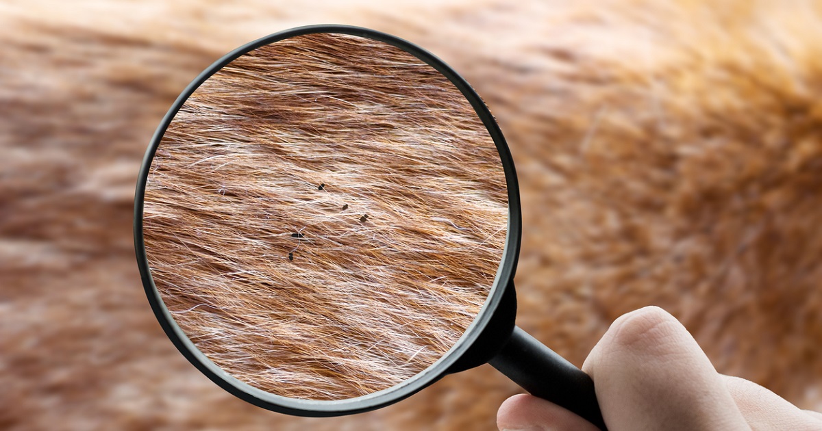 looking at fleas on dog with magnifying glass