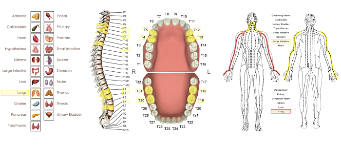 lung meridian vector chart